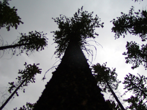 Photo of a tree from the base looking toward the sky