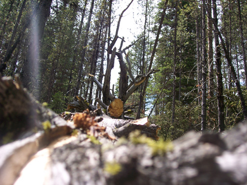 Photo of a felled tree